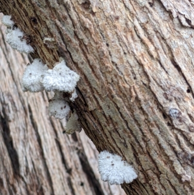 Unidentified Pored or somewhat maze-like on underside [bracket polypores] at Eastern Hill Reserve - 13 Aug 2022 by Darcy