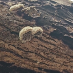 Schizophyllum commune at East Albury, NSW - 13 Aug 2022 01:56 PM
