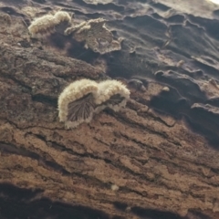 Schizophyllum commune at East Albury, NSW - 13 Aug 2022