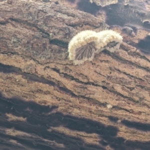 Schizophyllum commune at East Albury, NSW - 13 Aug 2022