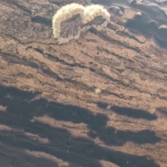 Schizophyllum commune at East Albury, NSW - 13 Aug 2022