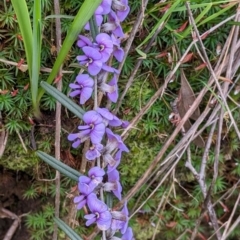 Hovea heterophylla at East Albury, NSW - 13 Aug 2022 01:57 PM