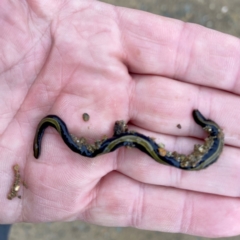 Caenoplana variegata (Two-tone Planarian) at Environa, NSW - 13 Aug 2022 by Wandiyali