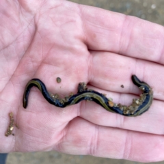 Caenoplana bicolor (Two-tone Planarian) at QPRC LGA - 12 Aug 2022 by Wandiyali