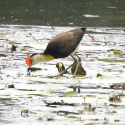 Irediparra gallinacea (Comb-crested Jacana) at Smithfield, QLD - 8 Aug 2022 by GlossyGal