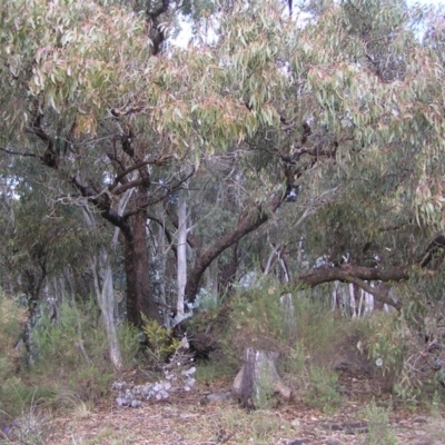 Eucalyptus goniocalyx (Bundy Box) at QPRC LGA - 5 Aug 2022 by MatthewFrawley