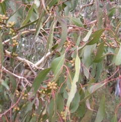 Eucalyptus goniocalyx at QPRC LGA - 5 Aug 2022 10:09 AM