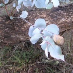 Eucalyptus goniocalyx at Wamboin, NSW - 5 Aug 2022
