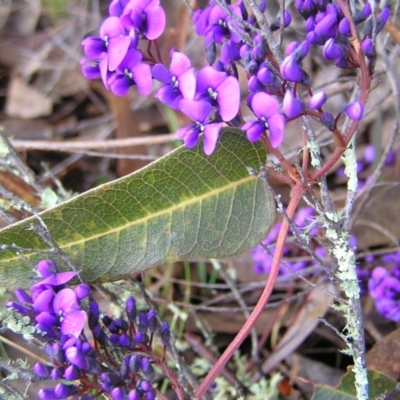 Hardenbergia violacea (False Sarsaparilla) at Wamboin, NSW - 5 Aug 2022 by MatthewFrawley
