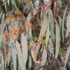Eucalyptus rossii (Inland Scribbly Gum) at Wamboin, NSW - 5 Aug 2022 by MatthewFrawley