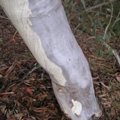 Eucalyptus rossii at Wamboin, NSW - 5 Aug 2022 10:11 AM