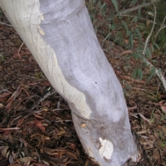 Eucalyptus rossii at Wamboin, NSW - 5 Aug 2022