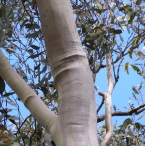 Eucalyptus rossii at Wamboin, NSW - 5 Aug 2022