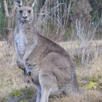 Macropus giganteus (Eastern Grey Kangaroo) at Wamboin, NSW - 5 Aug 2022 by MatthewFrawley