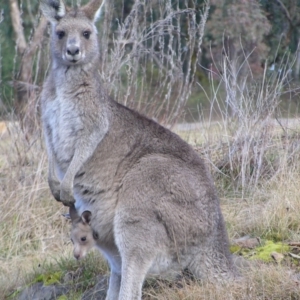 Macropus giganteus (Eastern Grey Kangaroo) at Wamboin, NSW by MatthewFrawley