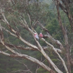 Eolophus roseicapilla (Galah) at Wamboin, NSW - 6 Aug 2022 by MatthewFrawley