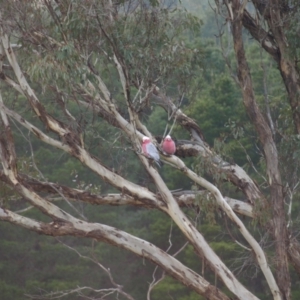 Eolophus roseicapilla at Wamboin, NSW - 6 Aug 2022
