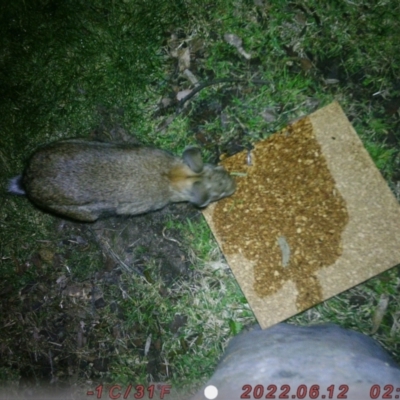 Oryctolagus cuniculus (European Rabbit) at Acton, ACT - 6 Aug 2022 by Grace