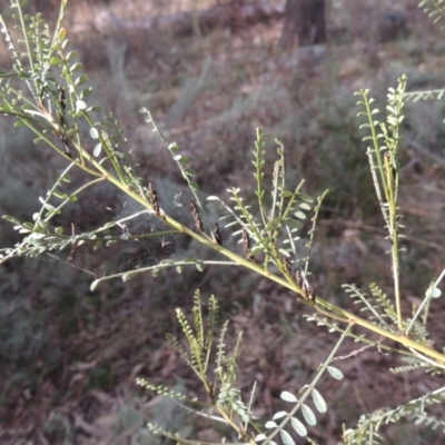 Indigofera adesmiifolia (Tick Indigo) at O'Malley, ACT - 16 Jul 2022 by MichaelBedingfield