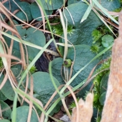 Corysanthes hispida at Aranda, ACT - 9 Aug 2022