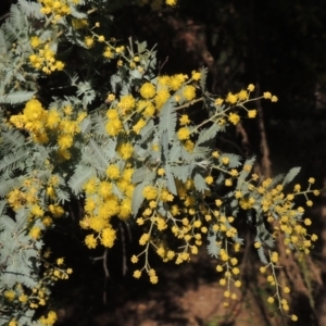Acacia baileyana (Cootamundra Wattle, Golden Mimosa) at O'Malley, ACT by michaelb
