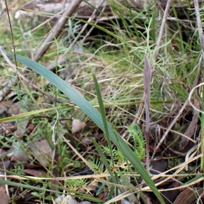 Lyperanthus suaveolens (Brown Beaks) at Point 4081 - 9 Aug 2022 by CathB