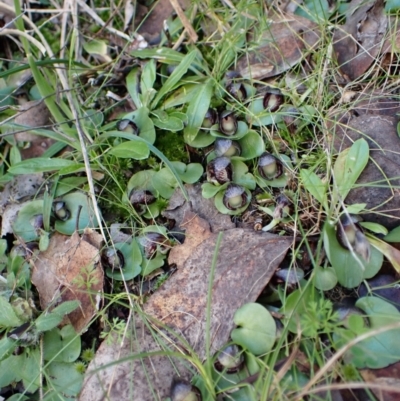 Corysanthes incurva (Slaty Helmet Orchid) at Aranda Bushland - 9 Aug 2022 by CathB