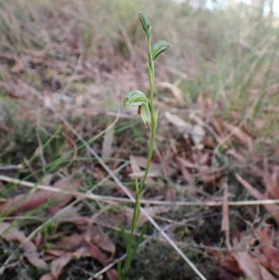 Bunochilus umbrinus (Broad-sepaled Leafy Greenhood) at Aranda Bushland - 1 Aug 2022 by CathB
