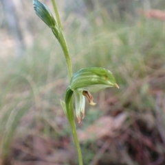 Bunochilus umbrinus (ACT) = Pterostylis umbrina (NSW) at suppressed - 1 Aug 2022