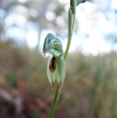 Bunochilus umbrinus (ACT) = Pterostylis umbrina (NSW) at suppressed - suppressed