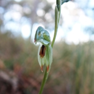 Bunochilus umbrinus (ACT) = Pterostylis umbrina (NSW) at suppressed - suppressed