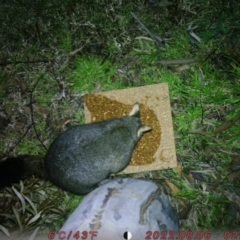 Trichosurus vulpecula (Common Brushtail Possum) at Canberra, ACT - 7 Aug 2022 by LillianW