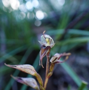 Acianthus collinus at Aranda, ACT - suppressed