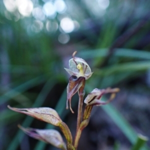 Acianthus collinus (Inland Mosquito Orchid) at Aranda, ACT by CathB