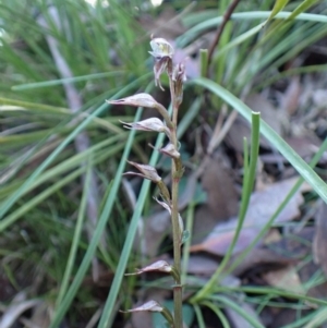 Acianthus collinus at Aranda, ACT - suppressed