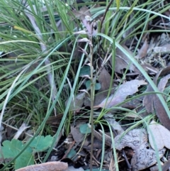 Acianthus collinus at Aranda, ACT - suppressed