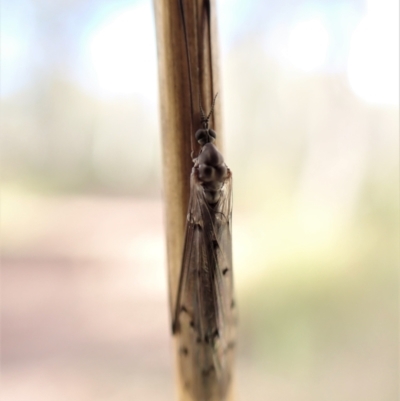 Limoniidae (family) (Unknown Limoniid Crane Fly) at Molonglo Valley, ACT - 7 Aug 2022 by CathB