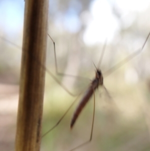 Limoniidae (family) at Molonglo Valley, ACT - 7 Aug 2022