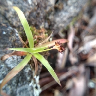 Luzula densiflora (Dense Wood-rush) at Cooma, NSW - 13 Aug 2022 by mahargiani