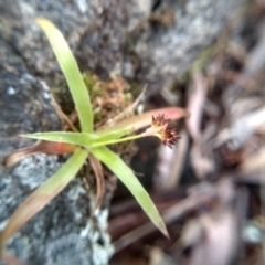 Luzula densiflora (Dense Wood-rush) at Cooma, NSW - 13 Aug 2022 by mahargiani