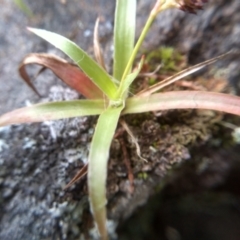 Luzula densiflora at Cooma, NSW - 13 Aug 2022 02:12 PM