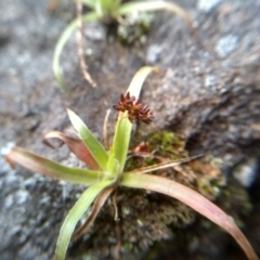 Luzula densiflora at Cooma, NSW - 13 Aug 2022 02:12 PM