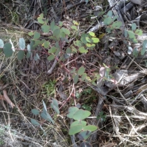 Eucalyptus bridgesiana at Cooma, NSW - 13 Aug 2022