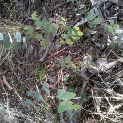 Eucalyptus bridgesiana (Apple Box) at Cooma North Ridge Reserve - 13 Aug 2022 by mahargiani