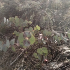 Eucalyptus bridgesiana at Cooma, NSW - 13 Aug 2022