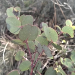 Eucalyptus bridgesiana at Cooma, NSW - 13 Aug 2022