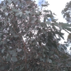 Eucalyptus bridgesiana at Cooma, NSW - 13 Aug 2022