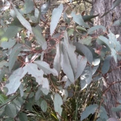 Eucalyptus dives (Broad-leaved Peppermint) at Cooma North Ridge Reserve - 13 Aug 2022 by mahargiani