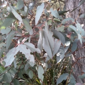 Eucalyptus cinerea (TBC) at suppressed by mahargiani