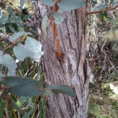 Eucalyptus dives at Cooma, NSW - 13 Aug 2022 02:59 PM